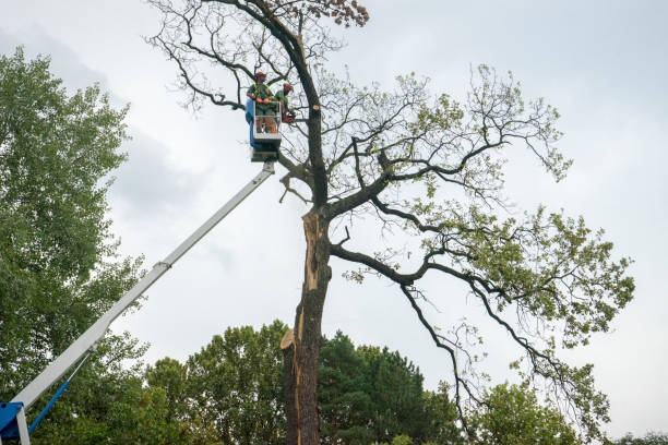 Best Firewood Processing and Delivery  in Cape Coral, FL